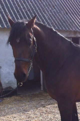 Billede