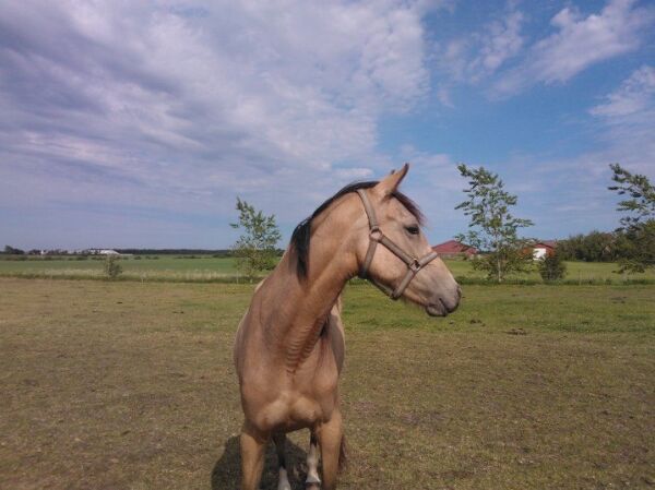 Billede