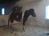 Billede