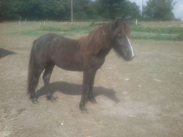 Billede