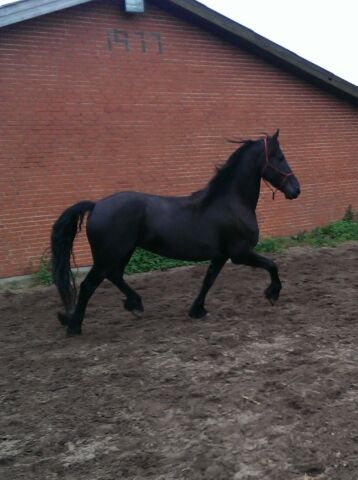 Billede
