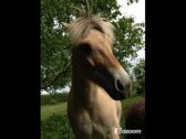 Billede