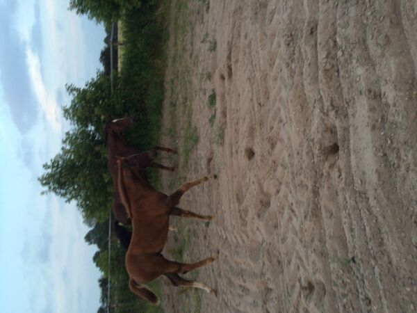 Billede