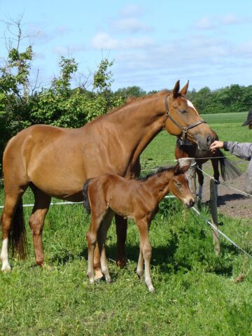 Billede