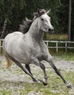 Billede