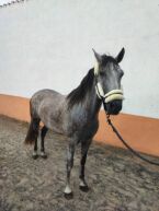 Billede