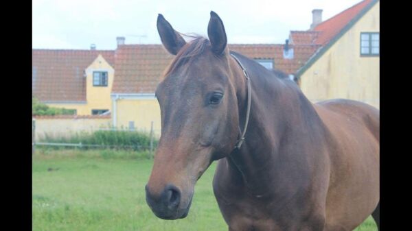 Billede
