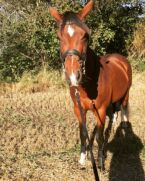 Billede