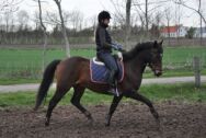 Billede