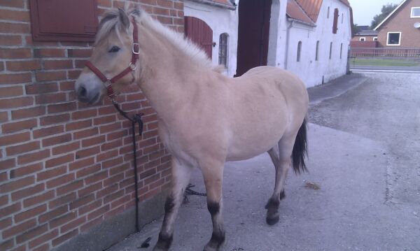 Billede