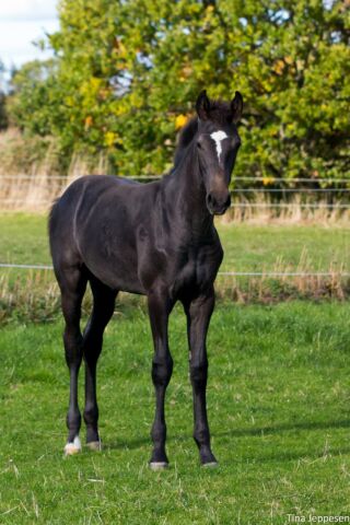 Billede