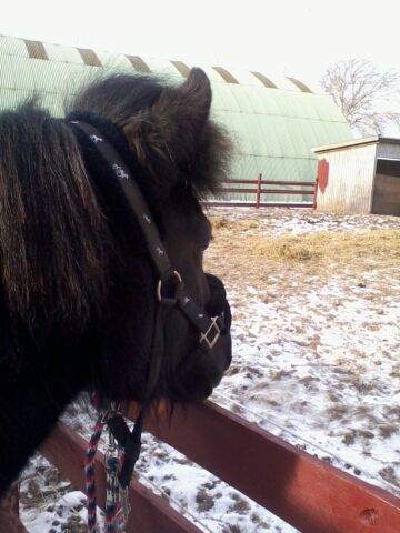 Billede