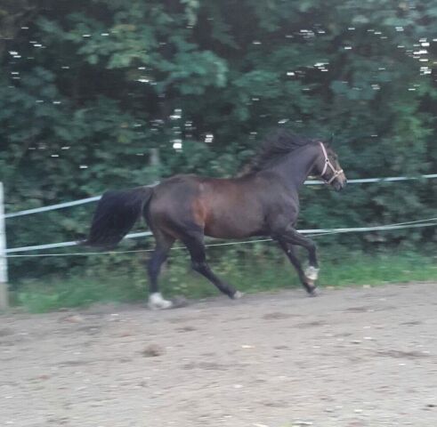 Billede