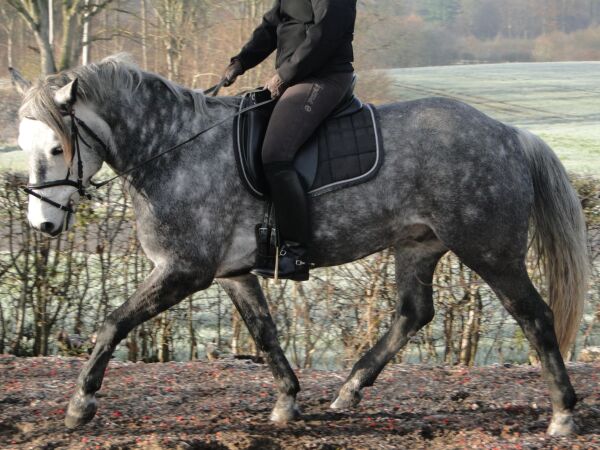 Billede