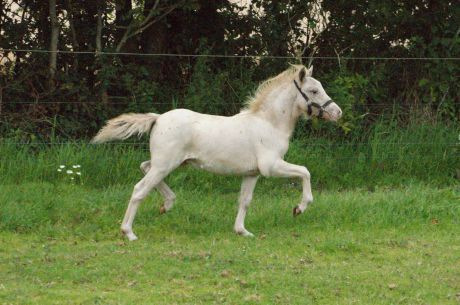 Billede