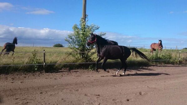 Billede