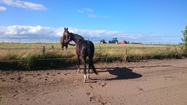 Billede