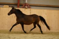 Billede