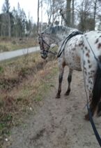Billede