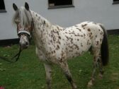 Billede