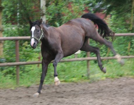 Billede
