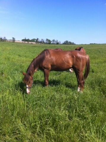 Billede
