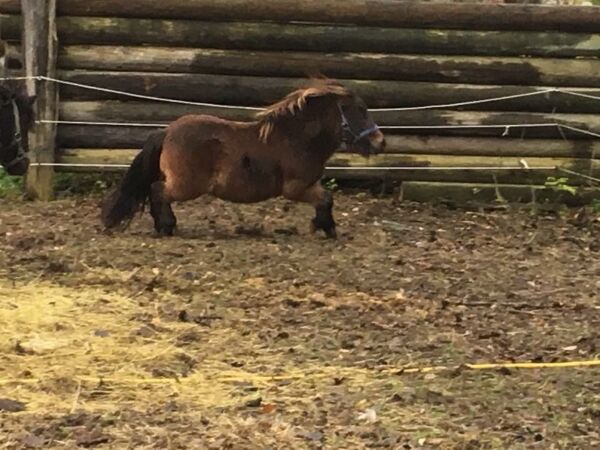Billede